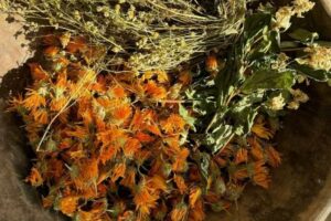 Осінній марафон – сушені трави та проростки